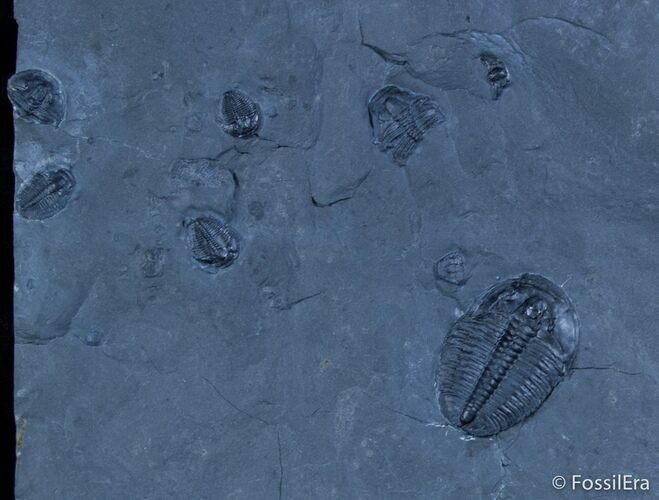 Elrathia And Bolaspidella Trilobite Plate #3047